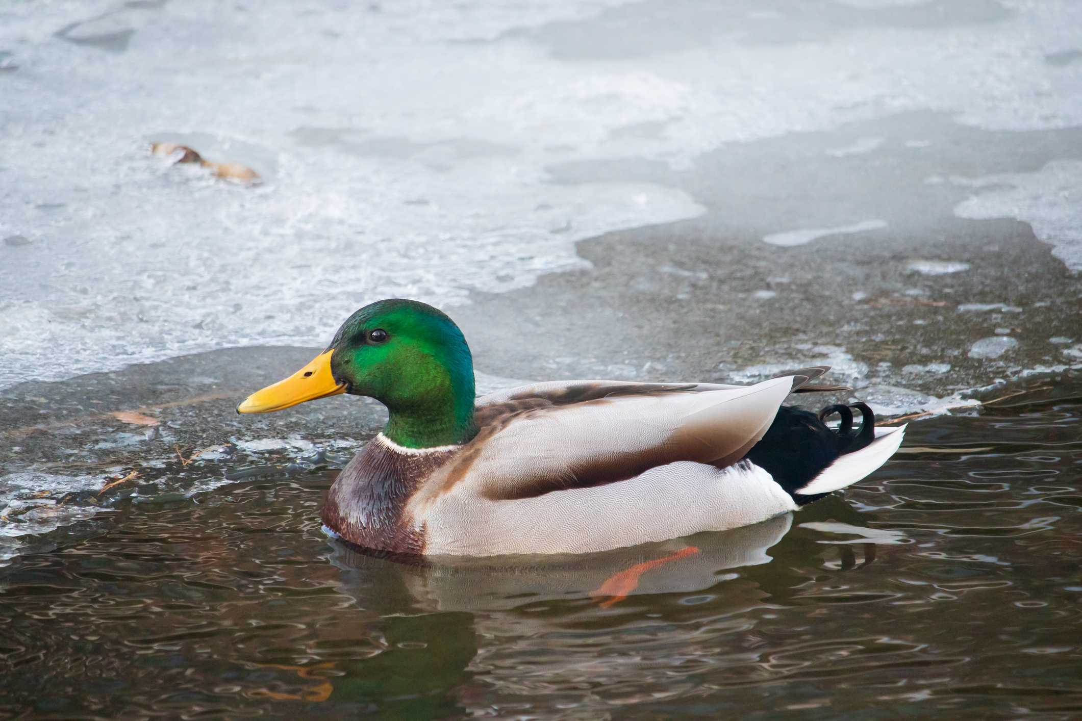 Mallard duck swimming gracefully in a partially frozen river during winter, demonstrating remarkable cold adaptation